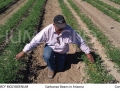 garbanzo-beans-crop-comparison-01-1024x618