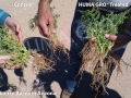 garbanzo-beans-in-az-01-1024x648