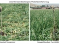 onion-fields-in-wa-1024x450