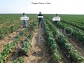 peppers-in-peru-013-1024x768