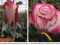 rose-sweetness-1024x696