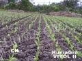 vitol-ii-4